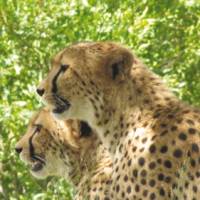 See cheetah and other wildlife in Kruger National Park on a South Africa safari