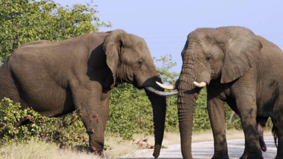 Elephants at Greater Kruger National Park
