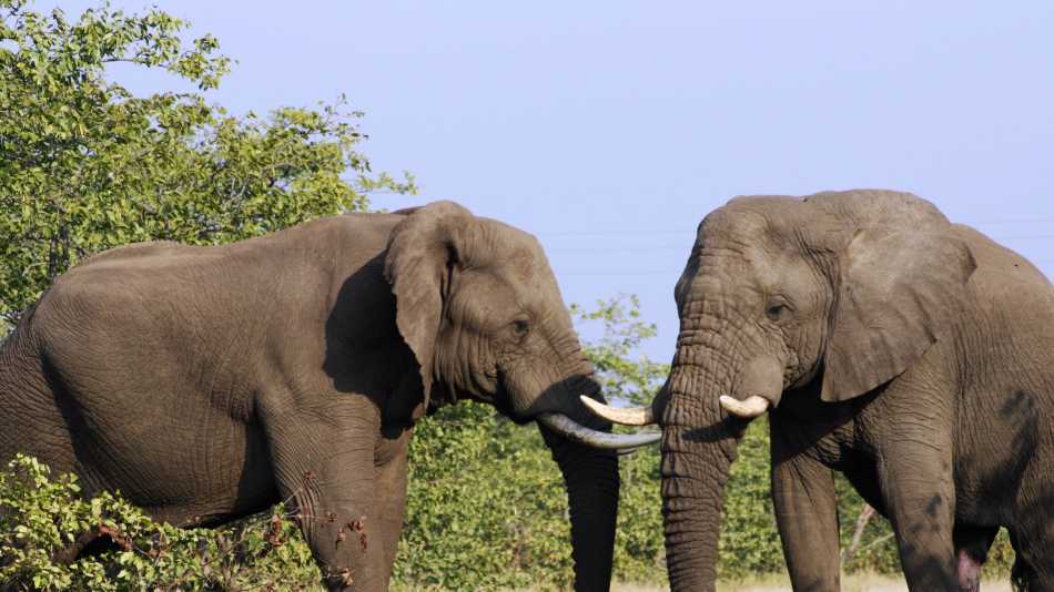 Elephants at Greater Kruger National Park