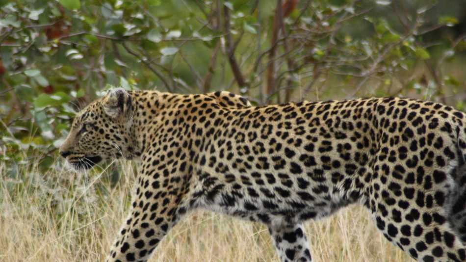 Leopard in Greater Kruger National Park