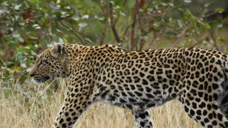 Leopard in Greater Kruger National Park