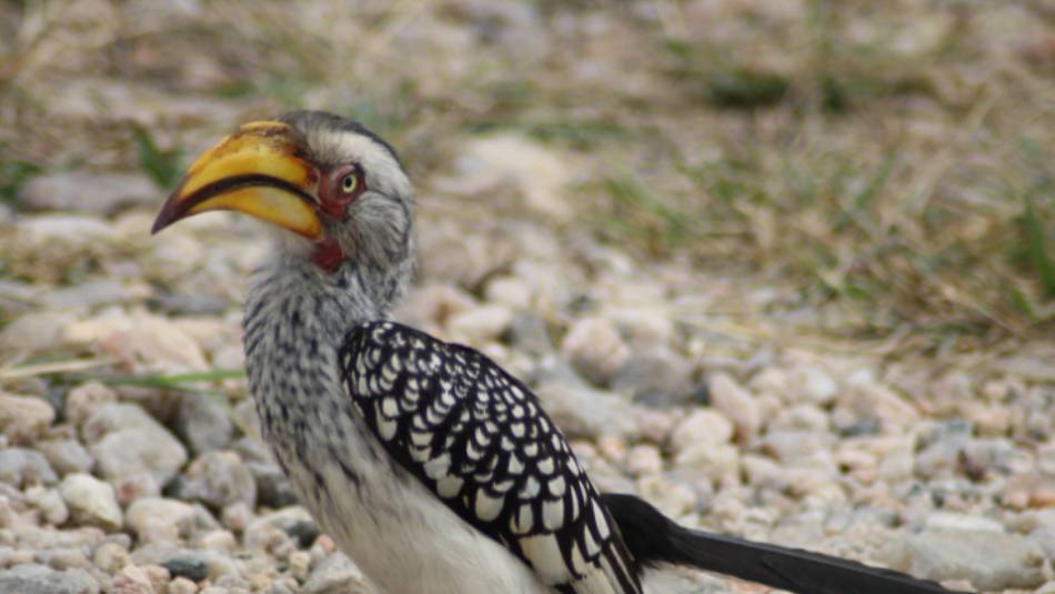 Yellow-billed hornbill in Greater Kruger National Park