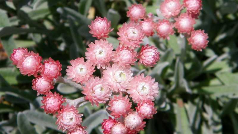 Helichrysums in bloom