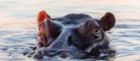 Spot hippopotamus on a South African wildlife safari | Peter Walton