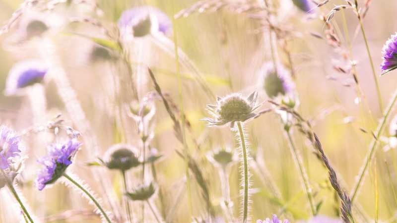 Meadow flowers