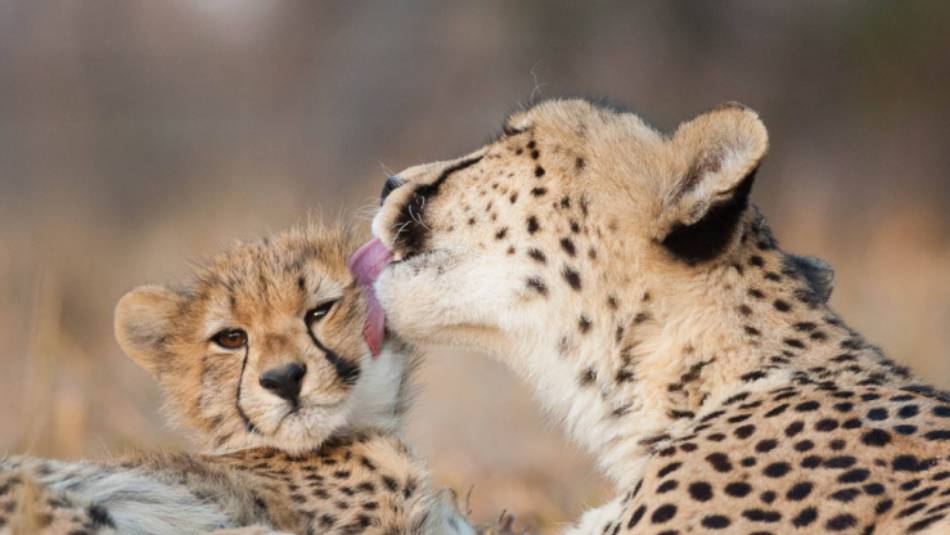 Spotting a mother and baby cheetah on a wildlife safari