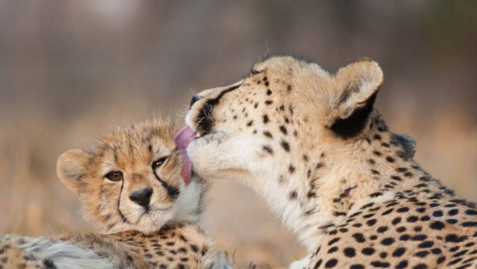 Spotting a mother and baby cheetah on a wildlife safari