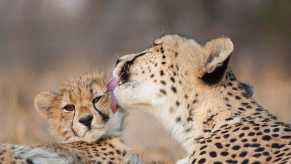 Spotting a mother and baby cheetah on a wildlife safari