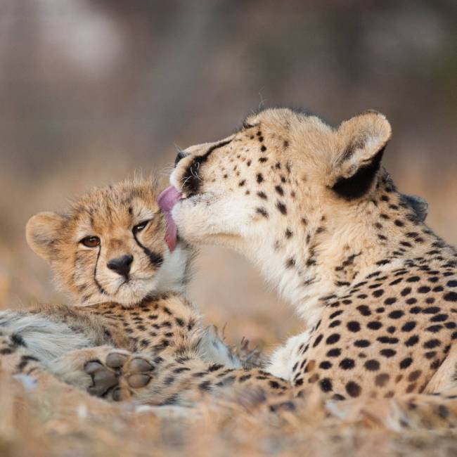 Spotting a mother and baby cheetah on a wildlife safari