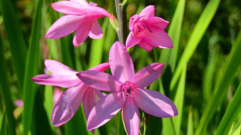 Pink watsonias in Drakensberg