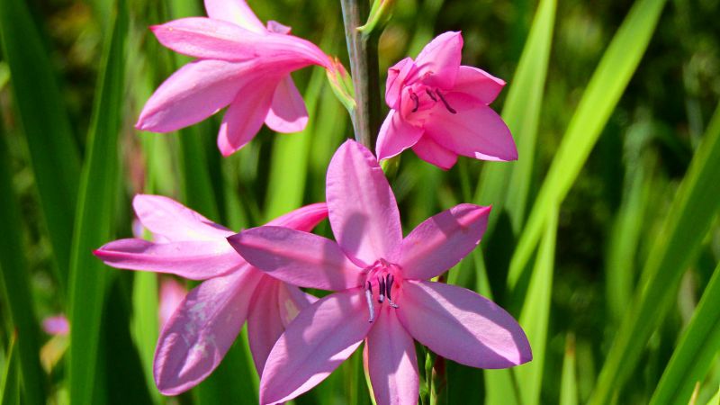 Pink watsonias in Drakensberg - Drakensberg Walking Tour, South Africa
