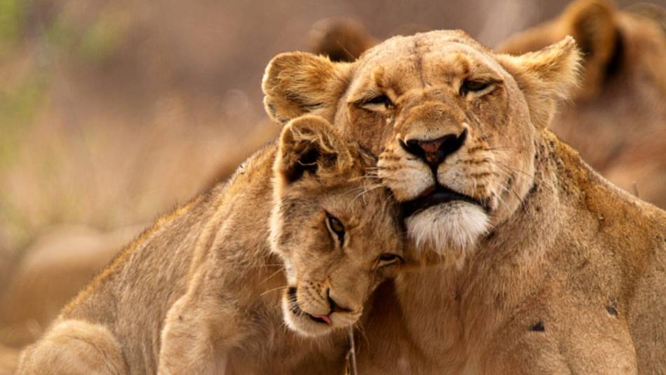 A lioness and her cub cuddling up close during a game viewing safari