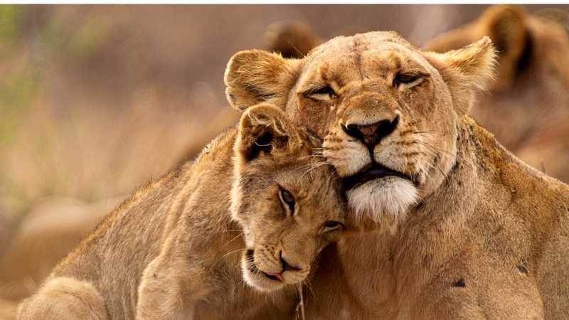 A lioness and her cub cuddling up close during a game viewing safari