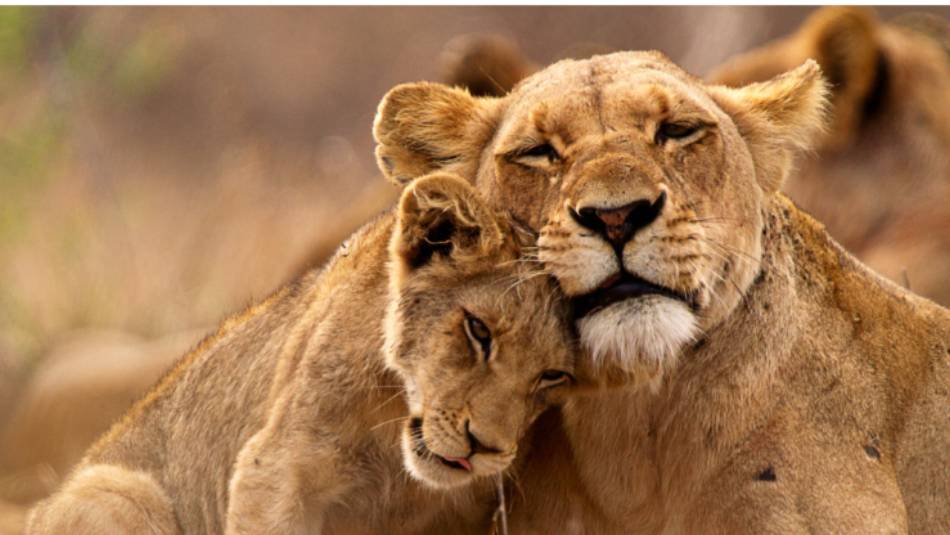 A lioness and her cub cuddling up close during a game viewing safari