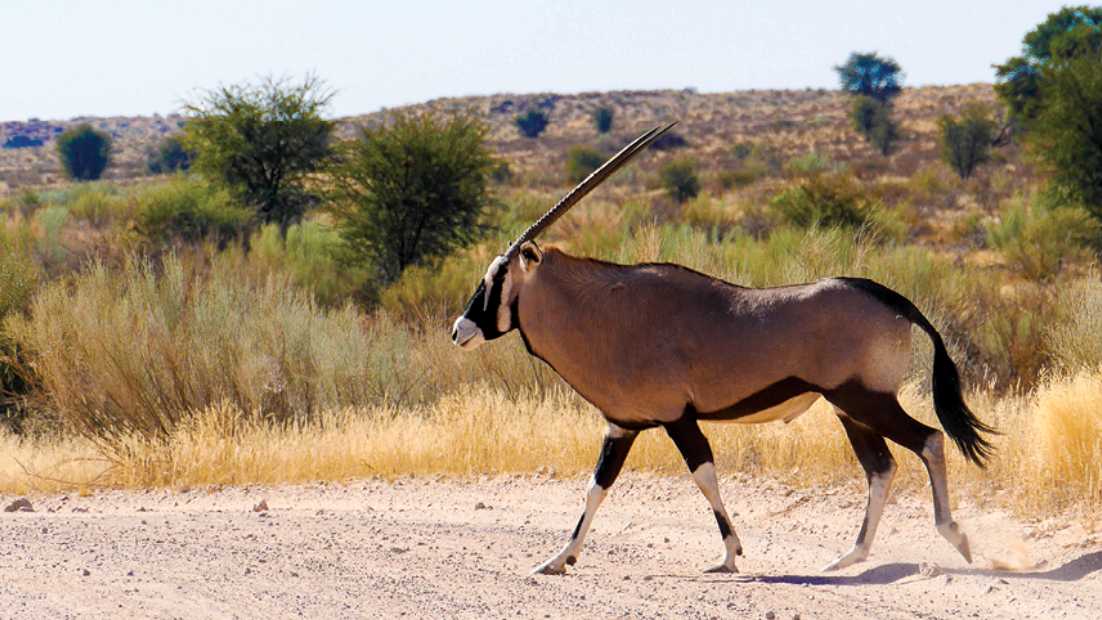 Southern African Wildlife Adventure | South Africa, Namibia, Botswana ...
