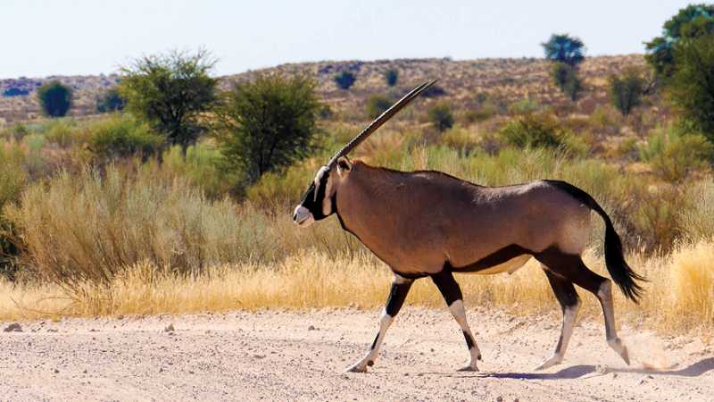 Oryx crossing the road | Natalie Tambolash