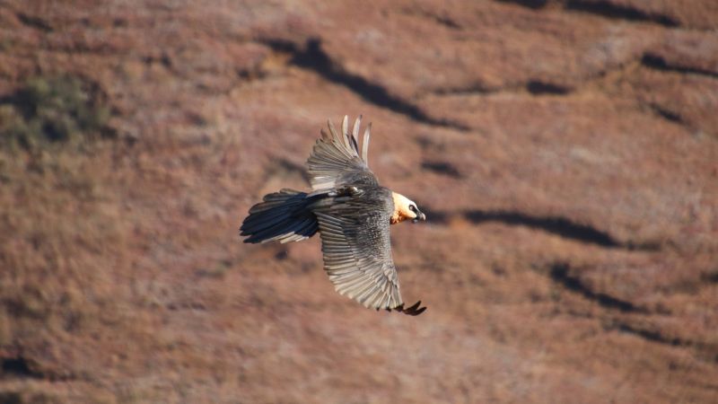 Drakensberg bearded vulture soaring with wings spread over a valley, South Africa - Drakensberg Walking Tour, South Africa
