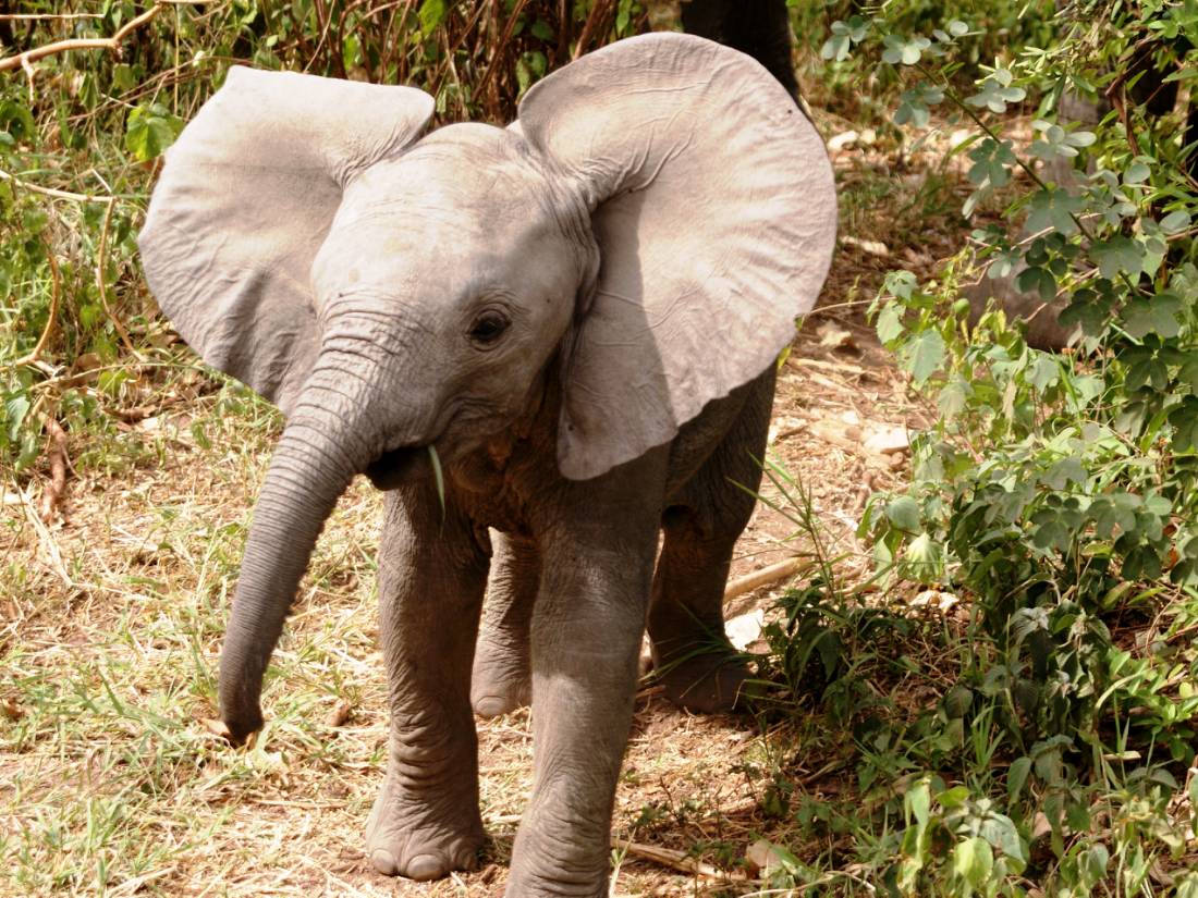 Baby elephant in the Serengeti plains, Tanzanian national park |  <i>Gesine Cheung </i>