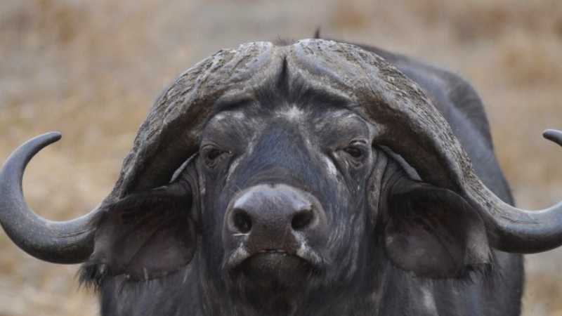 Buffalo bull in the Serengeti, Tanzania | Peter Brooke