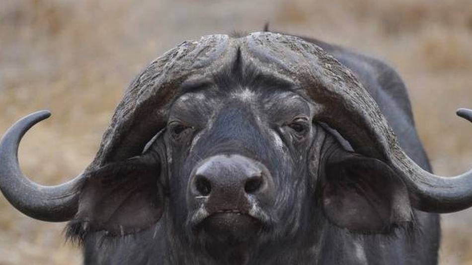 Buffalo bull in the Serengeti, Tanzania | Peter Brooke