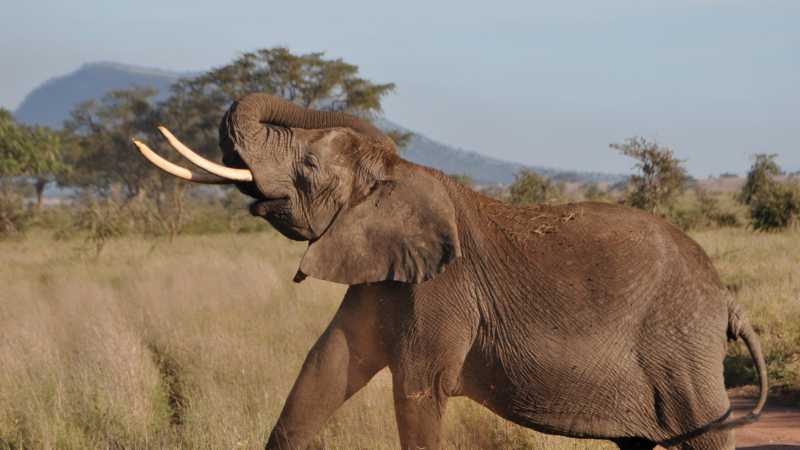 Elephant in the Serengeti National Park | Kylie Turner