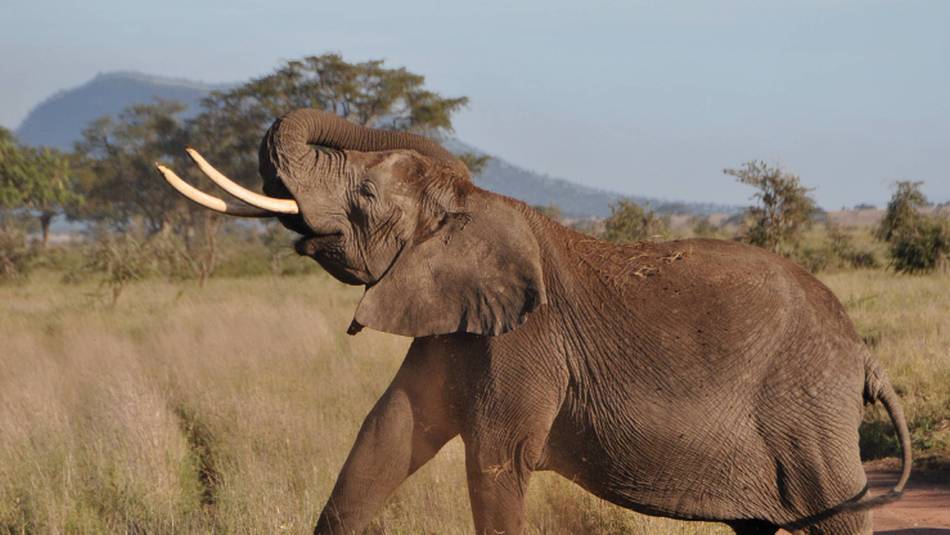 Elephant in the Serengeti National Park | Kylie Turner