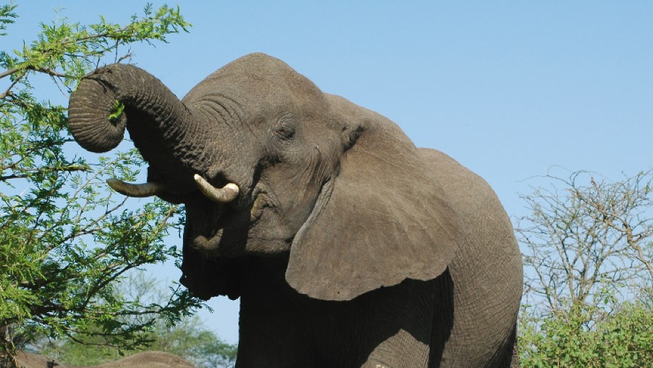 An elephant feeds on an Acacia tree | Sue Badyari