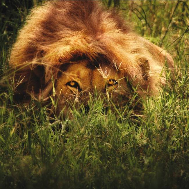 Lying low in the Serengetti Plains of Tanzania | David Lazar