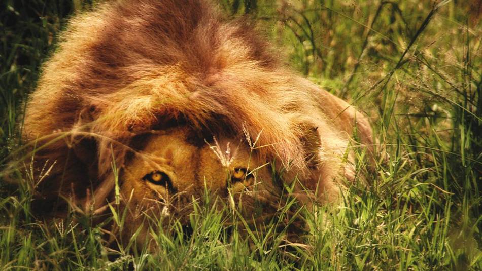 Lying low in the Serengetti Plains of Tanzania | David Lazar