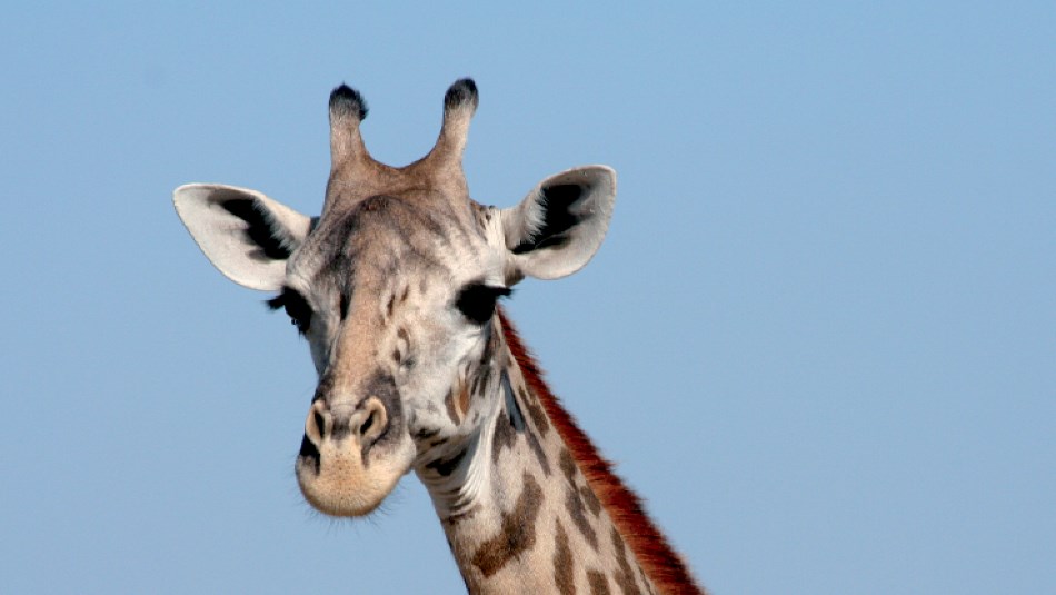 Are you looking at me? | Ian Williams
