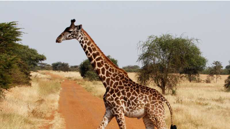 Giraffe crossing in the Serengeti National Park | Ian Williams