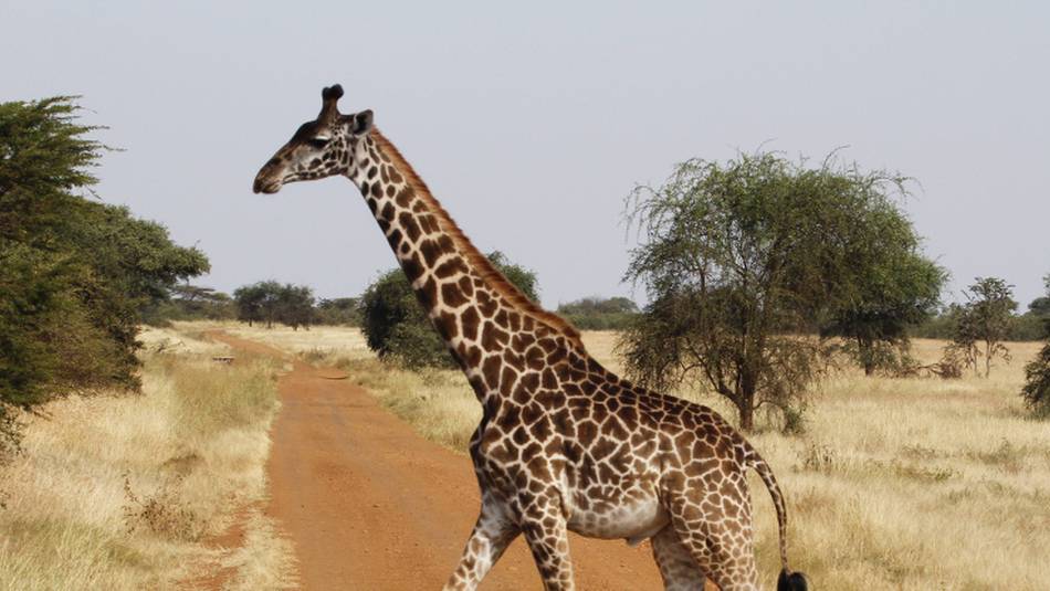 Giraffe crossing in the Serengeti National Park | Ian Williams
