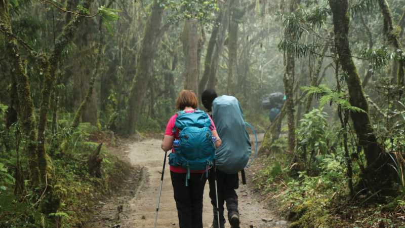 Trekking the lower forest en-route to Kilimanjaro | Kyle Super