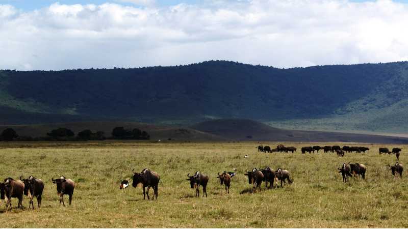 Landscapes of a Tanzanian national park | Gesine Cheung