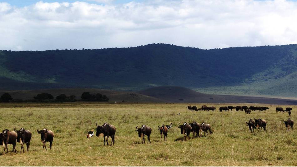 Landscapes of a Tanzanian national park | Gesine Cheung