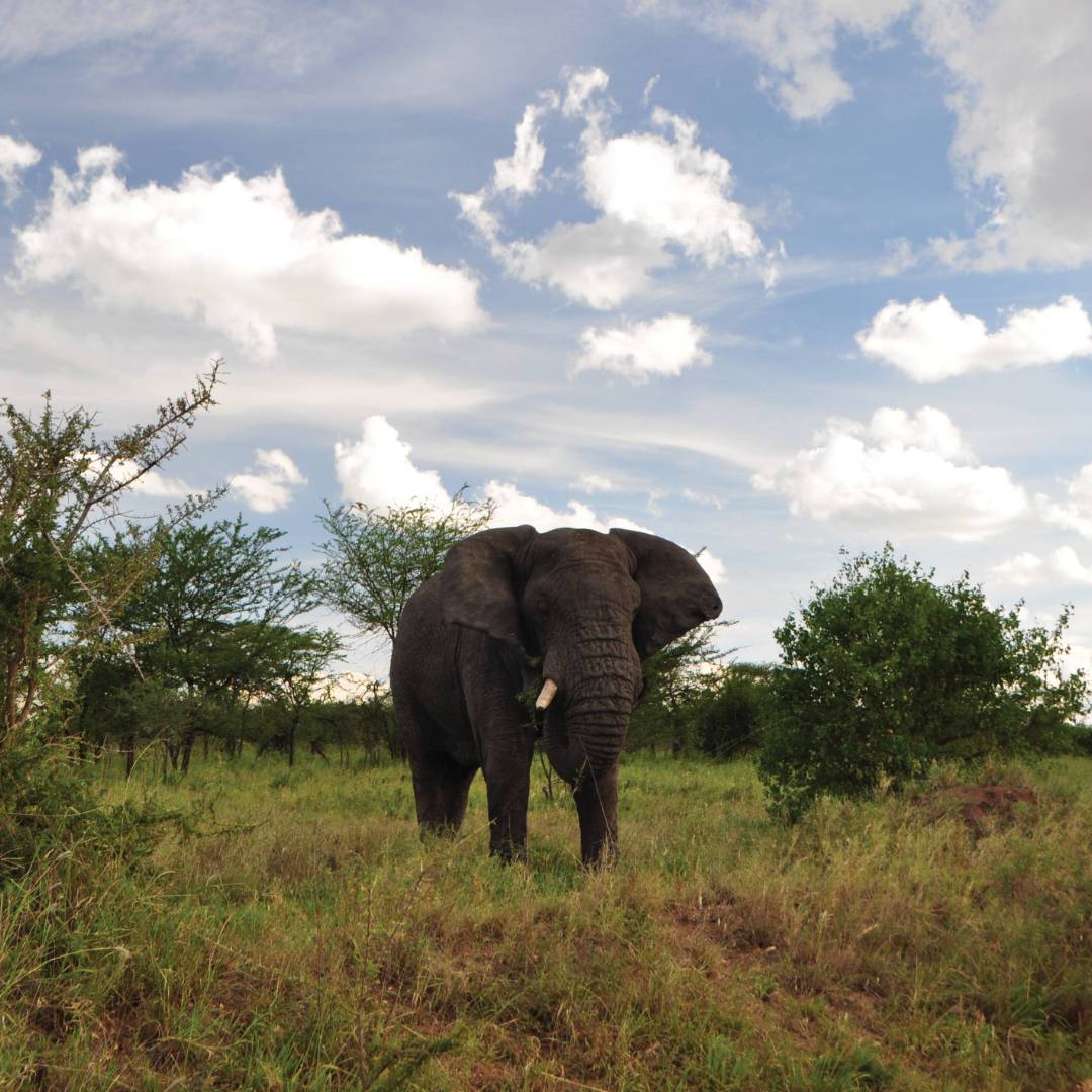 Tanzania Wildlife Safari Holidays | African Adventrue | World Expeditions