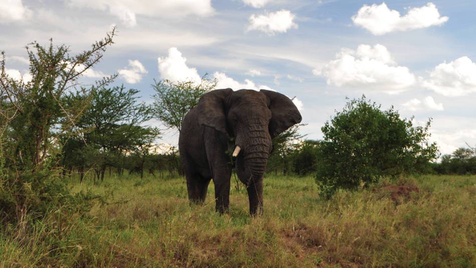 A large Serengeti elephant | Kylie Turner
