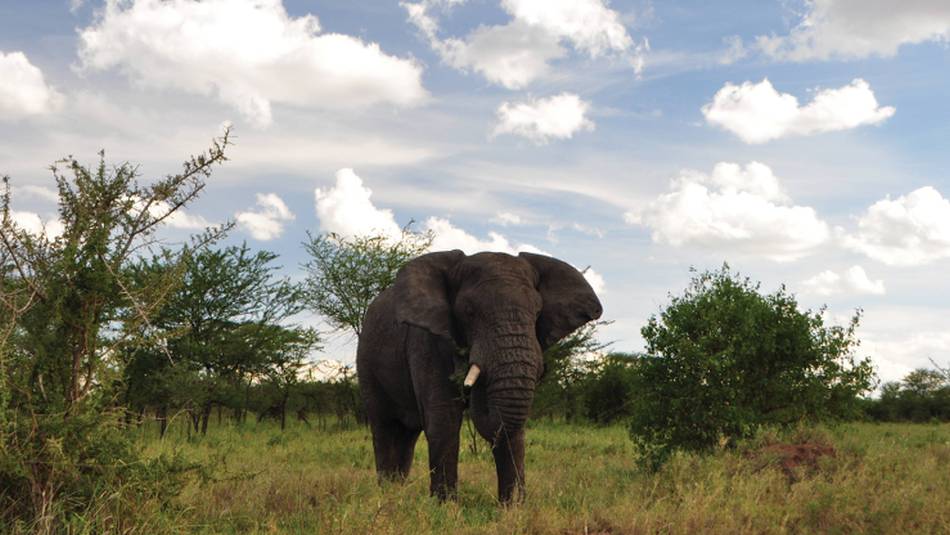 A large Serengeti elephant | Kylie Turner