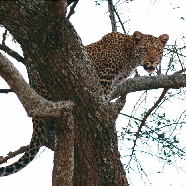 The ever elusive leopard | Pat Collins