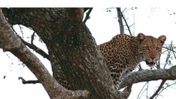 The ever elusive leopard