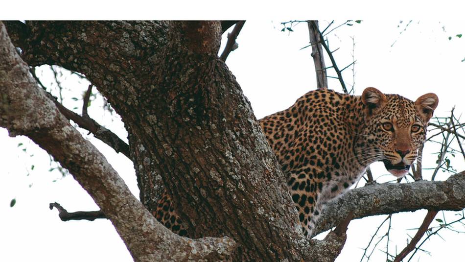 The ever elusive leopard | Pat Collins