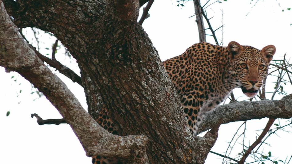 The ever elusive leopard | Pat Collins