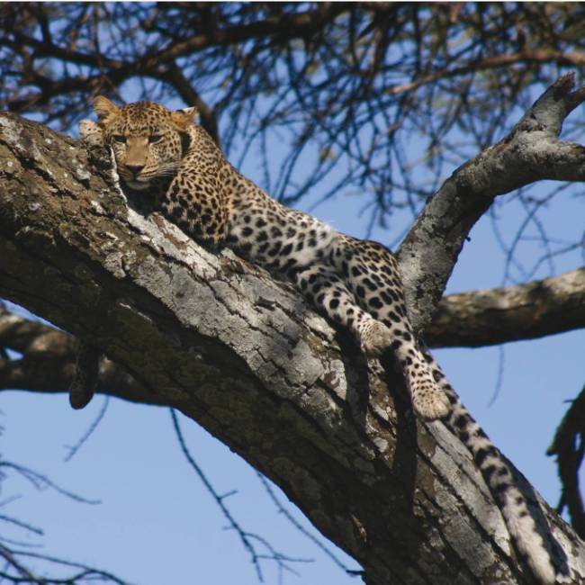 A Leopard retreats up a tree | Lynne A Challinor