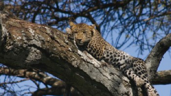 A Leopard retreats up a tree