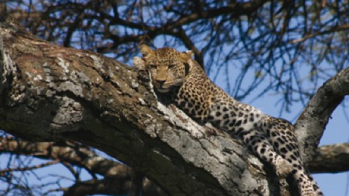 A Leopard retreats up a tree | Lynne A Challinor