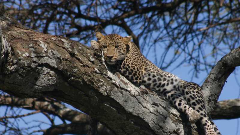 A Leopard retreats up a tree | Lynne A Challinor