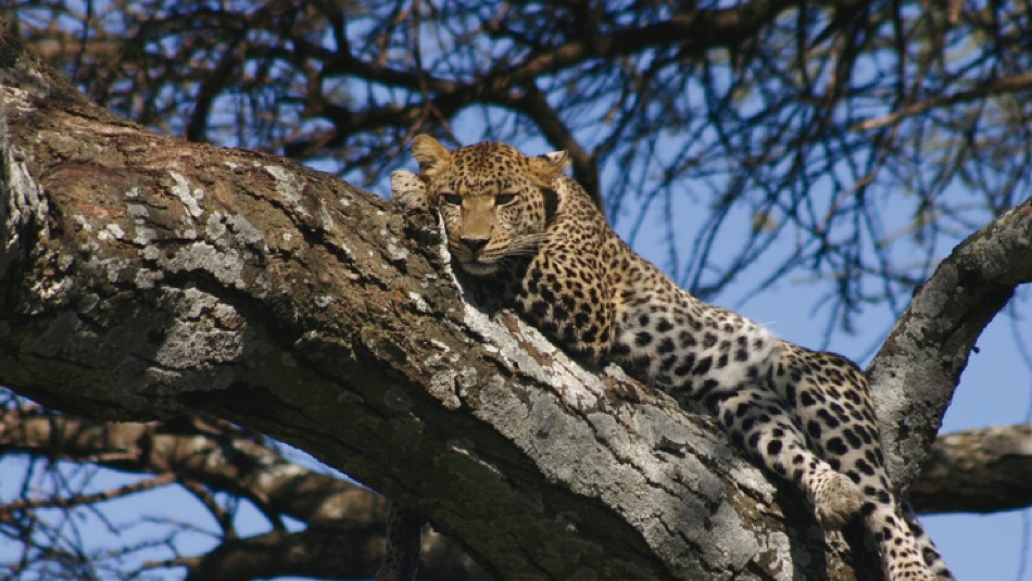A Leopard retreats up a tree | Lynne A Challinor
