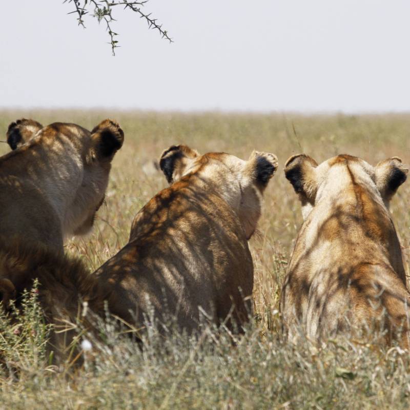 Lion family at Serengeti National Park | Ian Williams