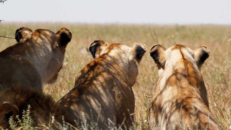 Lion family at Serengeti National Park | Ian Williams