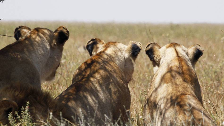 Lion family at Serengeti National Park | Ian Williams